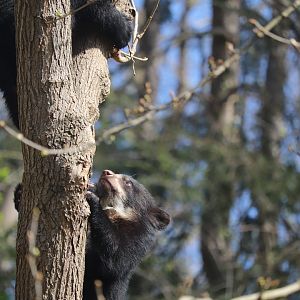 Smithsonian's National Zoo - Andean Bear cubs climbing a tree