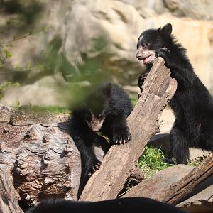 Smithsonian's National Zoo - Andean Bear Cubs