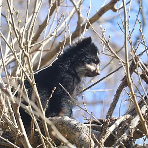 Smithsonian's National Zoo - Andean Bear Cub Ian in a tree