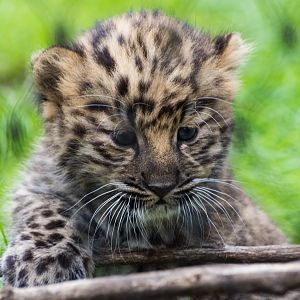Amur Leopard cubs