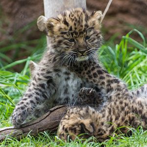 Amur Leopard cubs