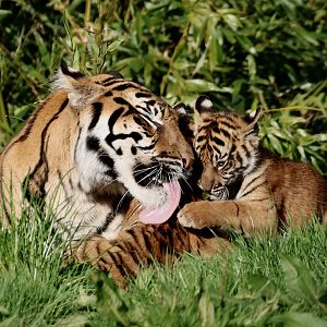 Kasarna grooming cub