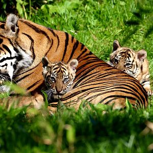 Kasarna, Alif and Raya