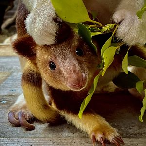 Adorable tree kangaroo Joey