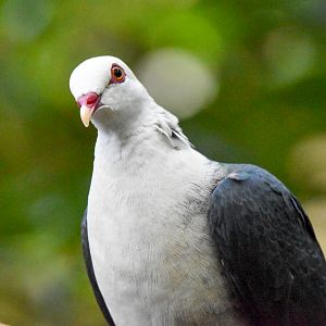 White-headed Pigeon