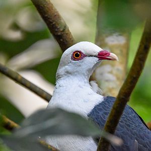 White-headed Pigeon