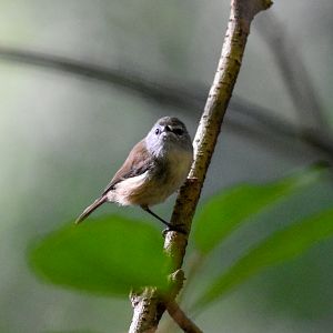 Brown Gerygone