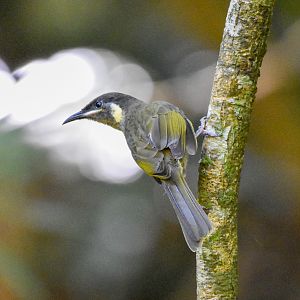 Lewin's Honeyeater