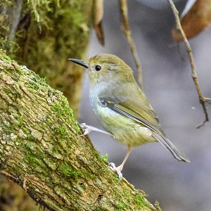 Large-billed Scrubwren