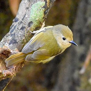 Large-billed Scrubwren