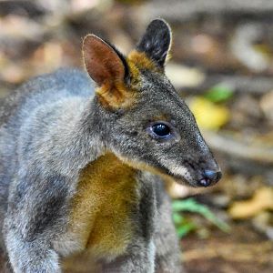 Red-legged Pademelon