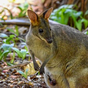 Red-legged Pademelon