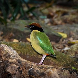 My First Wild Pitta!