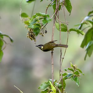 Lewin's Honeyeater