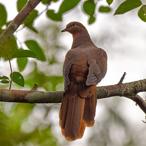 Brown Cuckoo-Dove
