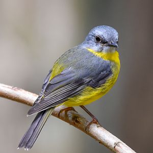 Eastern Yellow Robin