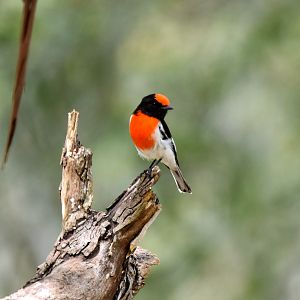 Red-capped Robin
