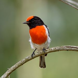 Red-capped Robin