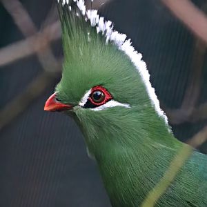 Livingstone's turaco (Tauraco livingstonii)