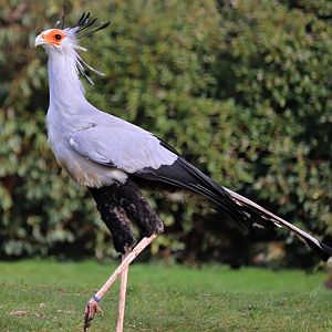 Secretary bird (Sagittarius serpentarius)