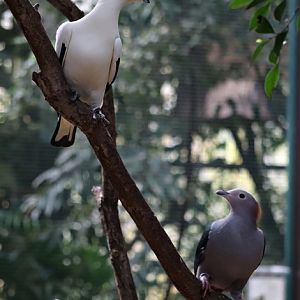 Two species of imperial pigeons