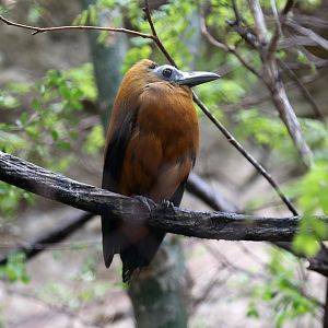 Capuchinbird (Perissocephalus tricolor)