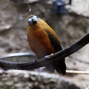 Capuchinbird (Perissocephalus tricolor)
