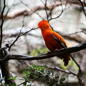 Guianan Cock-of-the-rock (Rupicola rupicola)