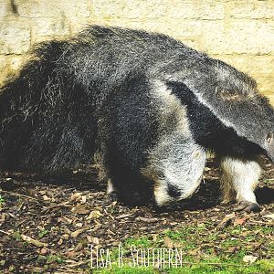 giant anteater