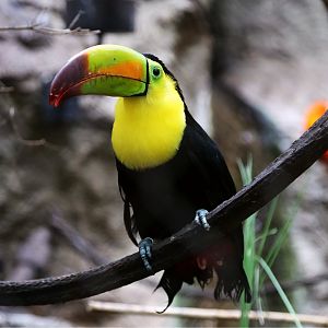 Keel-billed Toucan (Ramphastos sulfuratus)