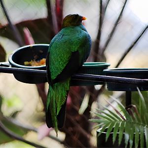 Golden-headed Quetzal (Pharomachrus auriceps)