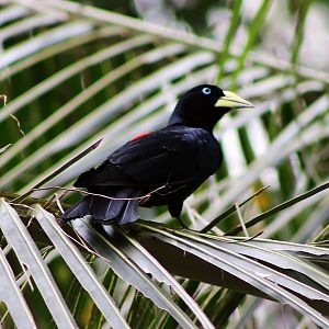 Red-rumped Cacique (Cacicus haemorrhous)