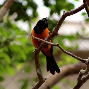 Venezuelan Troupial (Icterus icterus)