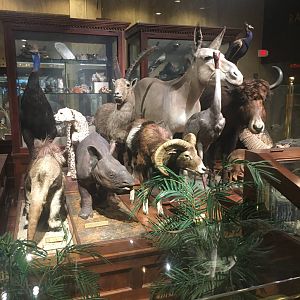 Milwaukee Public Museum - Sense of Wonder - Taxidermy Animals