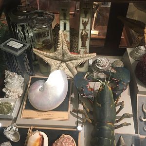 Milwaukee Public Museum - Sense of Wonder - Ocean Invertebrates
