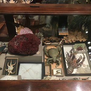 Milwaukee Public Museum - Sense of Wonder - More Ocean Invertebrates