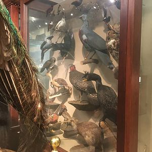 Milwaukee Public Museum - Sense of Wonder - Bird Display Case Back
