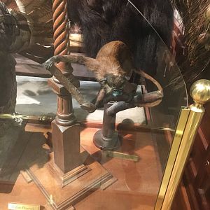 Milwaukee Public Museum - Sense of Wonder - Mustached Guenon