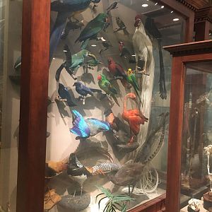 Milwaukee Public Museum - Sense of Wonder - Bird Display Case Front