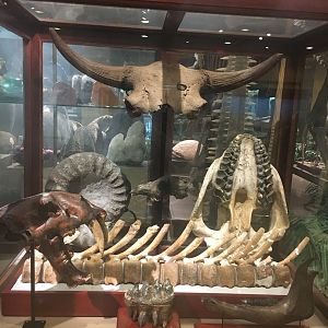 Milwaukee Public Museum - Sense of Wonder - Fossil Display Case