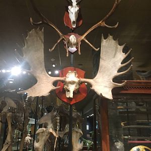 Milwaukee Public Museum - Sense of Wonder - Horns
