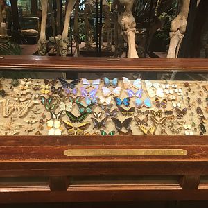 Milwaukee Public Museum - Sense of Wonder - Insect Display Case