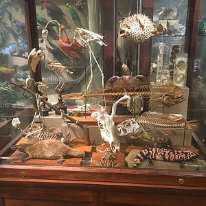 Milwaukee Public Museum - Sense of Wonder - Vertebrate Display Case