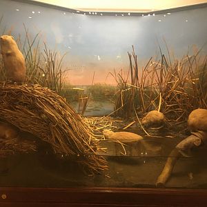 Milwaukee Public Museum - Sense of Wonder - Muskrat Diorama
