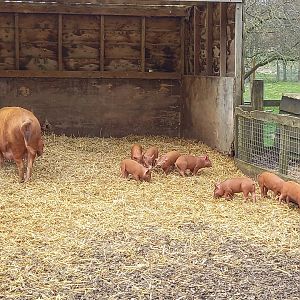 Tamworth Pig family