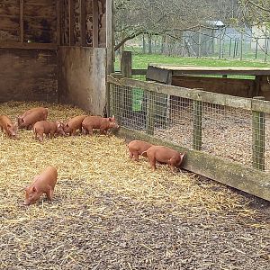 Tamworth Piglets