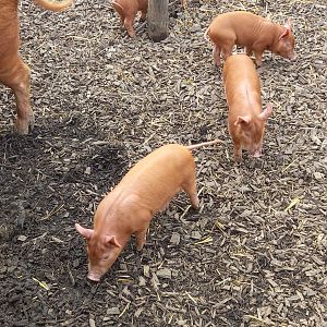 Tamworth Piglets