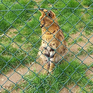 Serval