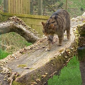 Scottish Wild Cat