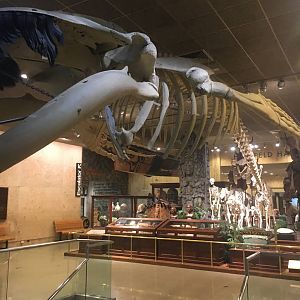 Milwaukee Public Museum - Sense of Wonder - Humpback Whale Skeleton